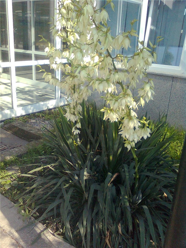 Yucca